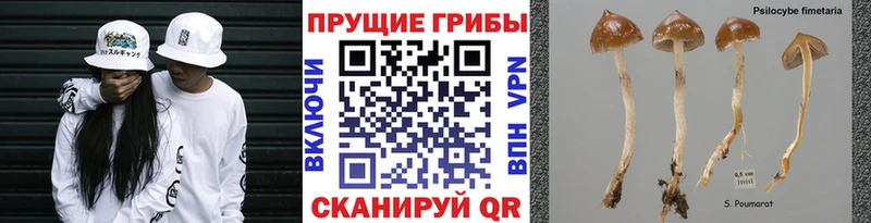 Купить  Мглин  Галлюциногенные грибы Cubensis 